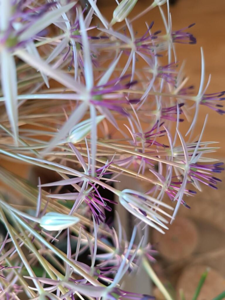 Nahaufnahme einer Pflanze mit l&auml;nglichen rosa und lilafarbenen Bl&uuml;ten.